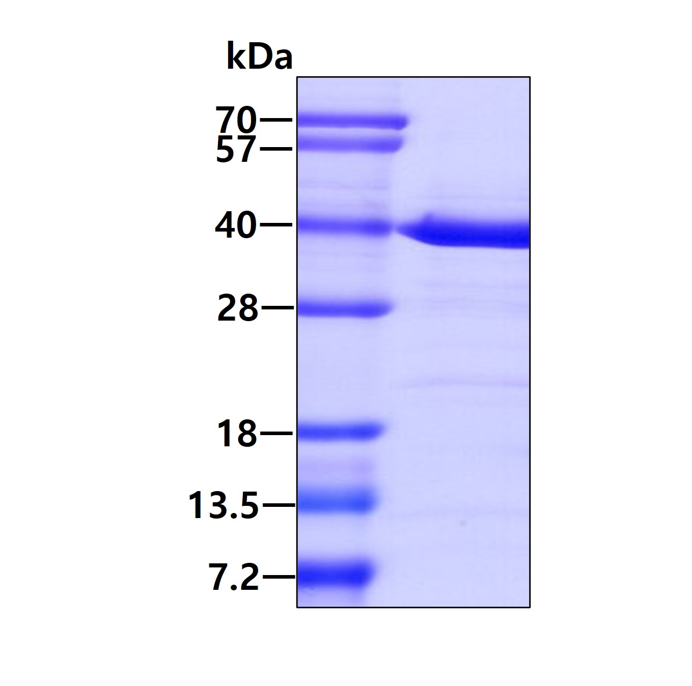 3ug by SDS-PAGE under reducing condition and visualized by coomassie blue stain.