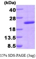 3ug by SDS-PAGE under reducing condition and visualized by coomassie blue stain.