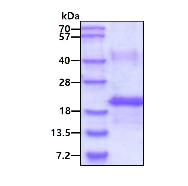 3ug by SDS-PAGE under reducing condition and visualized by coomassie blue stain