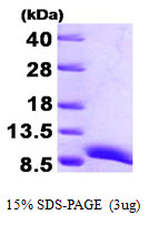 3ug by SDS-PAGE under reducing condition and visualized by coomassie blue stain.