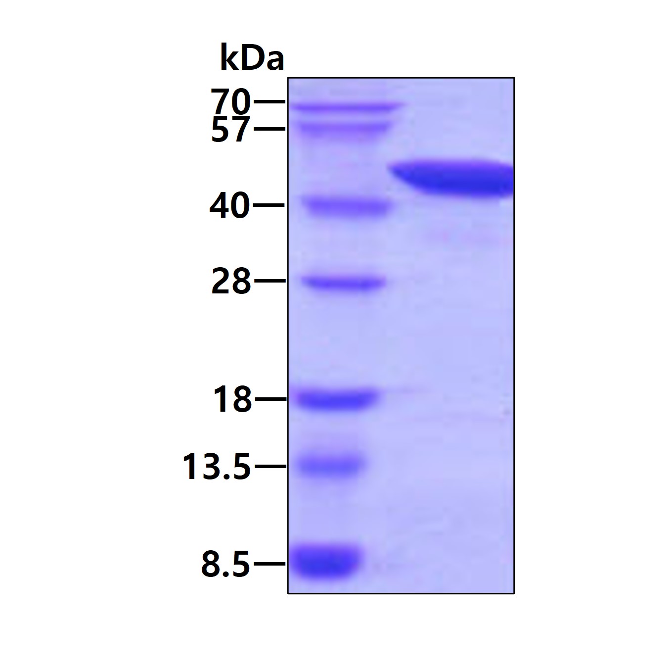 3ug by SDS-PAGE under reducing condition and visualized by coomassie blue stain.