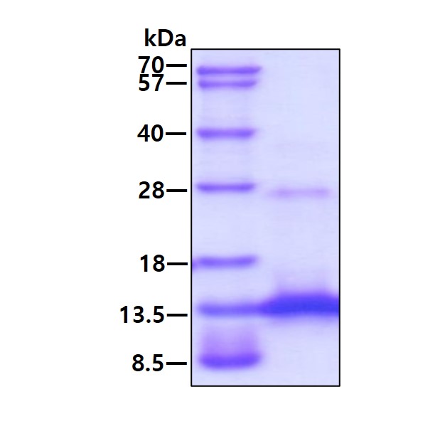 3ug by SDS-PAGE under reducing condition and visualized by coomassie blue stain.