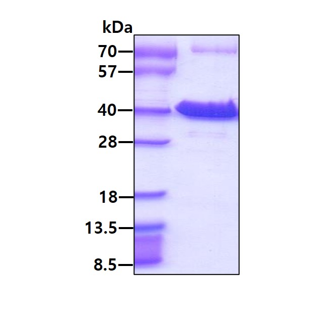 3ug by SDS-PAGE under reducing condition and visualized by coomassie blue stain.