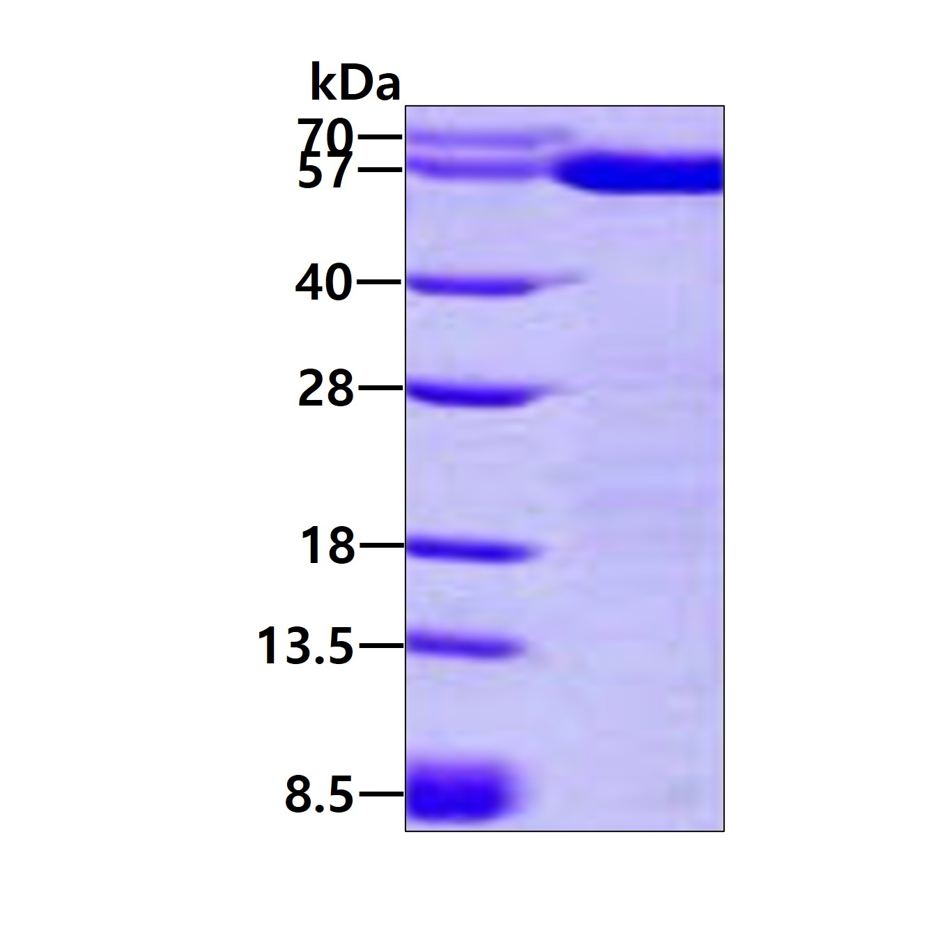 3ug by SDS-PAGE under reducing condition and visualized by coomassie blue stain.