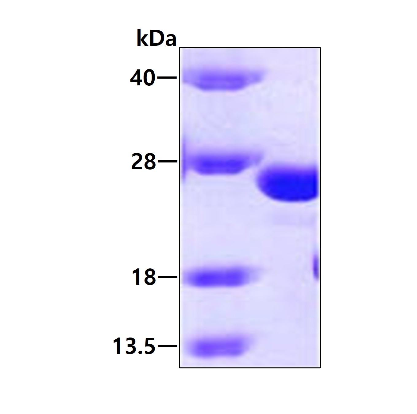 3ug by SDS-PAGE under reducing condition and visualized by coomassie blue stain.