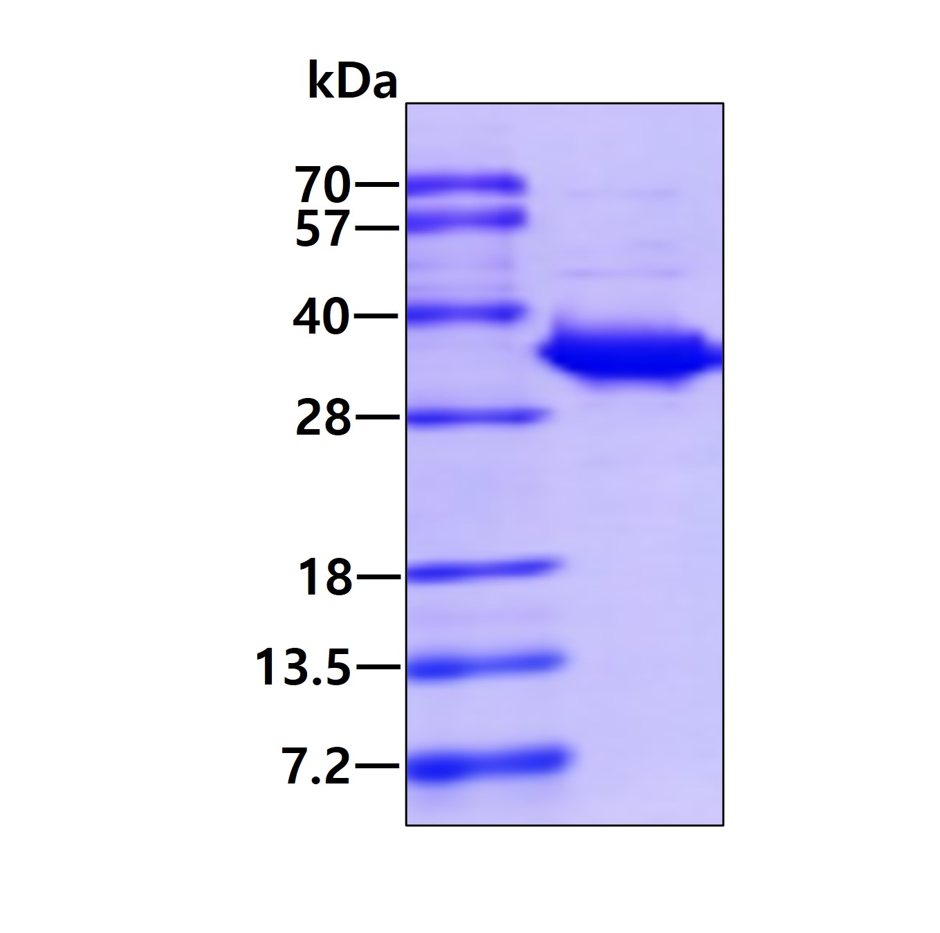3ug by SDS-PAGE under reducing condition and visualized by coomassie blue stain.