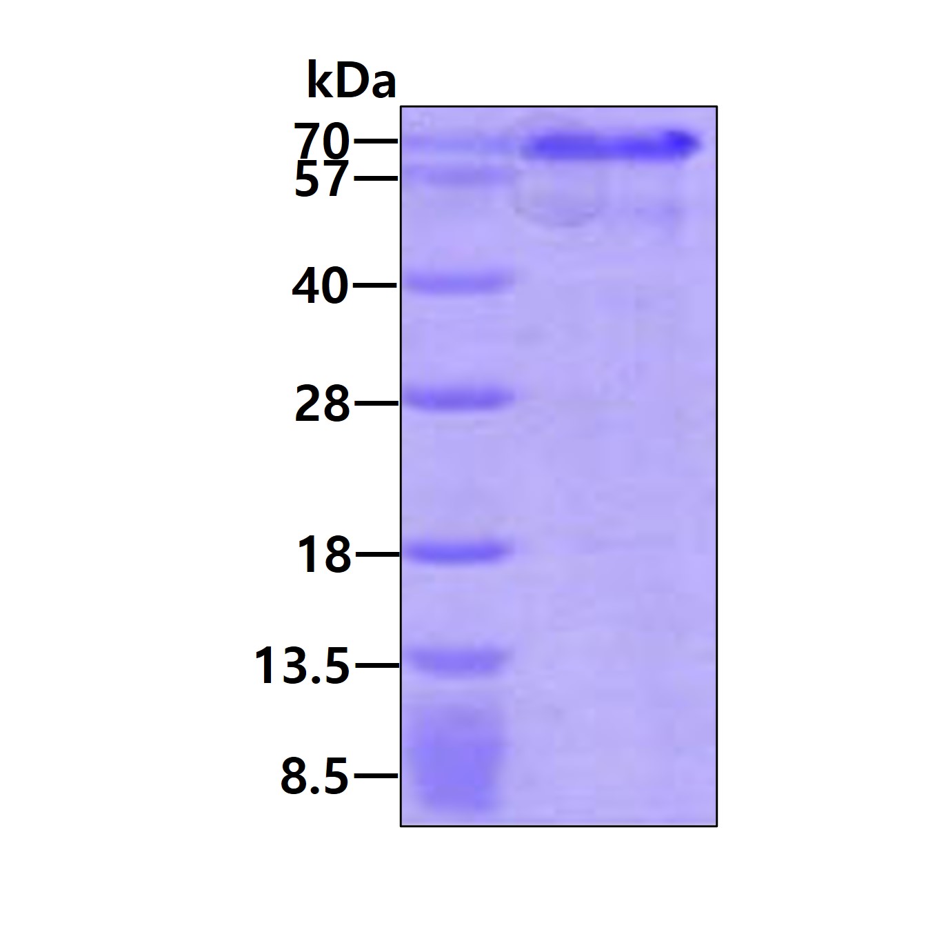 3ug by SDS-PAGE under reducing condition and visualized by coomassie blue stain.