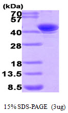 3ug by SDS-PAGE under reducing condition and visualized by coomassie blue stain.