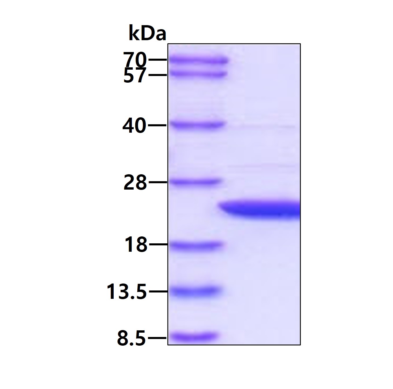 3ug by SDS-PAGE under reducing condition and visualized by coomassie blue stain.