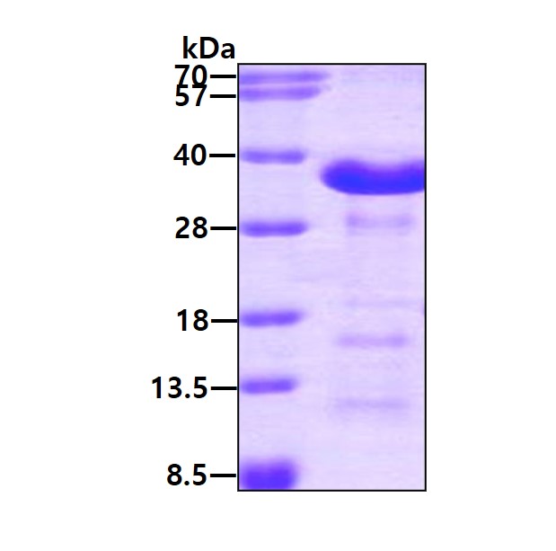 3ug by SDS-PAGE under reducing condition and visualized by coomassie blue stain.