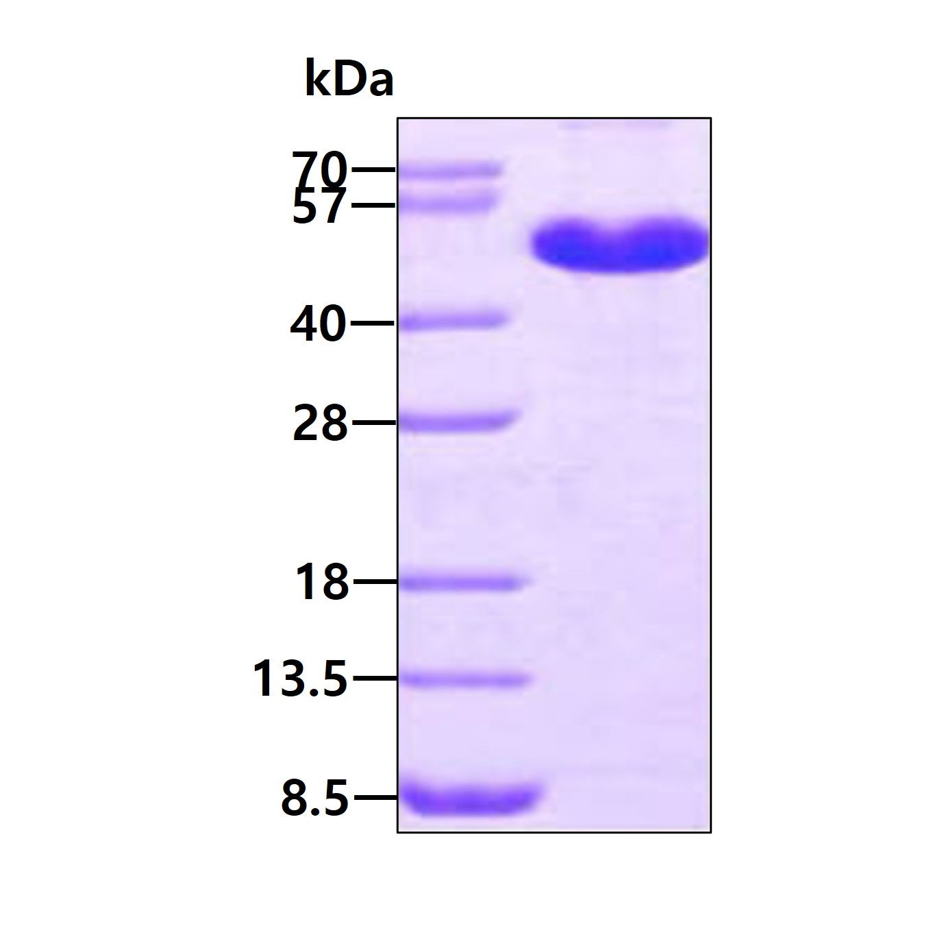 3ug by SDS-PAGE under reducing condition and visualized by coomassie blue stain.