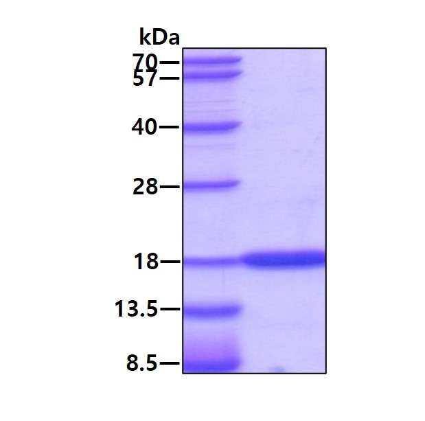3ug by SDS-PAGE under reducing condition and visualized by coomassie blue stain.