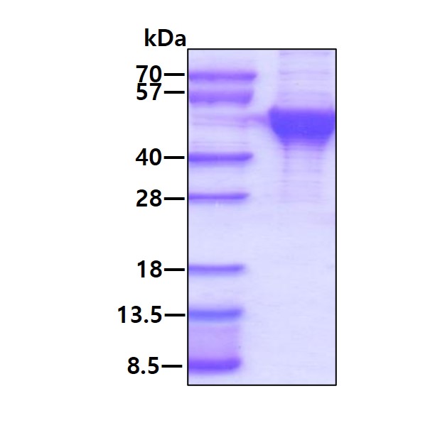 3ug by SDS-PAGE under reducing condition and visualized by coomassie blue stain.