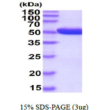 3ug by SDS-PAGE under reducing condition and visualized by coomassie blue stain.
