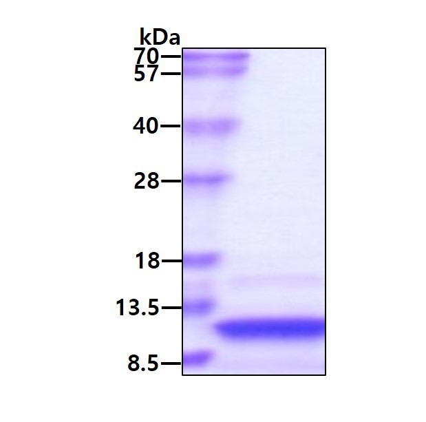 3ug by SDS-PAGE under reducing condition and visualized by coomassie blue stain.
