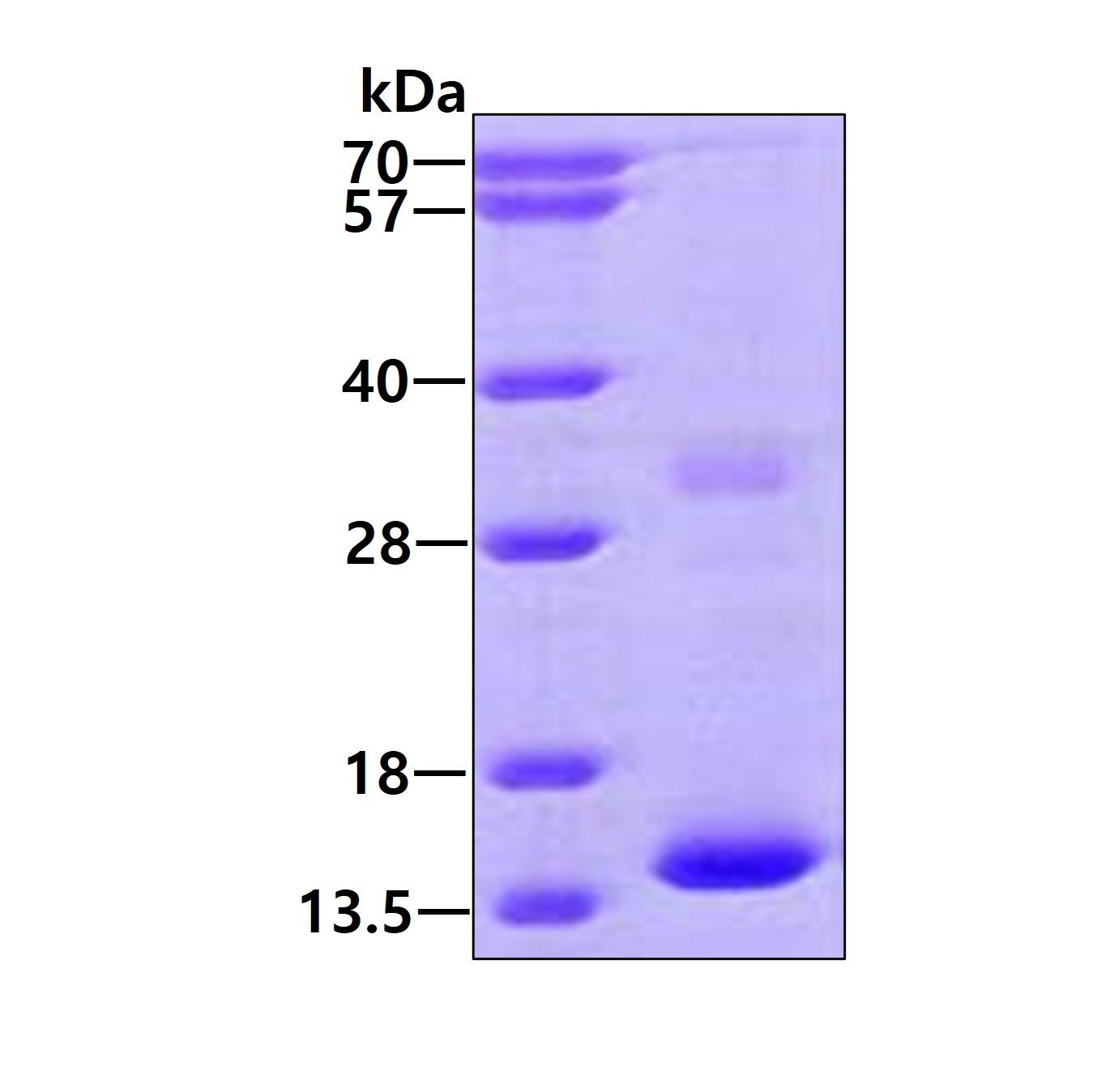 3ug by SDS-PAGE under reducing condition and visualized by coomassie blue stain.