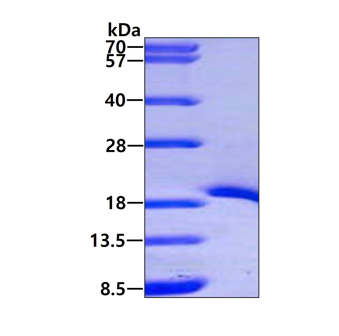 3ug by SDS-PAGE under reducing condition and visualized by coomassie blue stain.