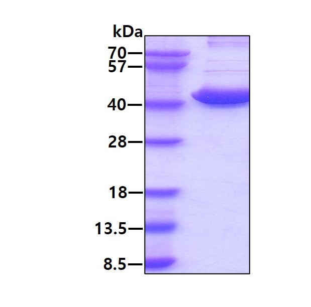 3ug by SDS-PAGE under reducing condition and visualized by coomassie blue stain.