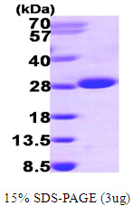 3ug by SDS-PAGE under reducing condition and visualized by coomassie blue stain.