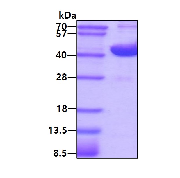 3ug by SDS-PAGE under reducing condition and visualized by coomassie blue stain.
