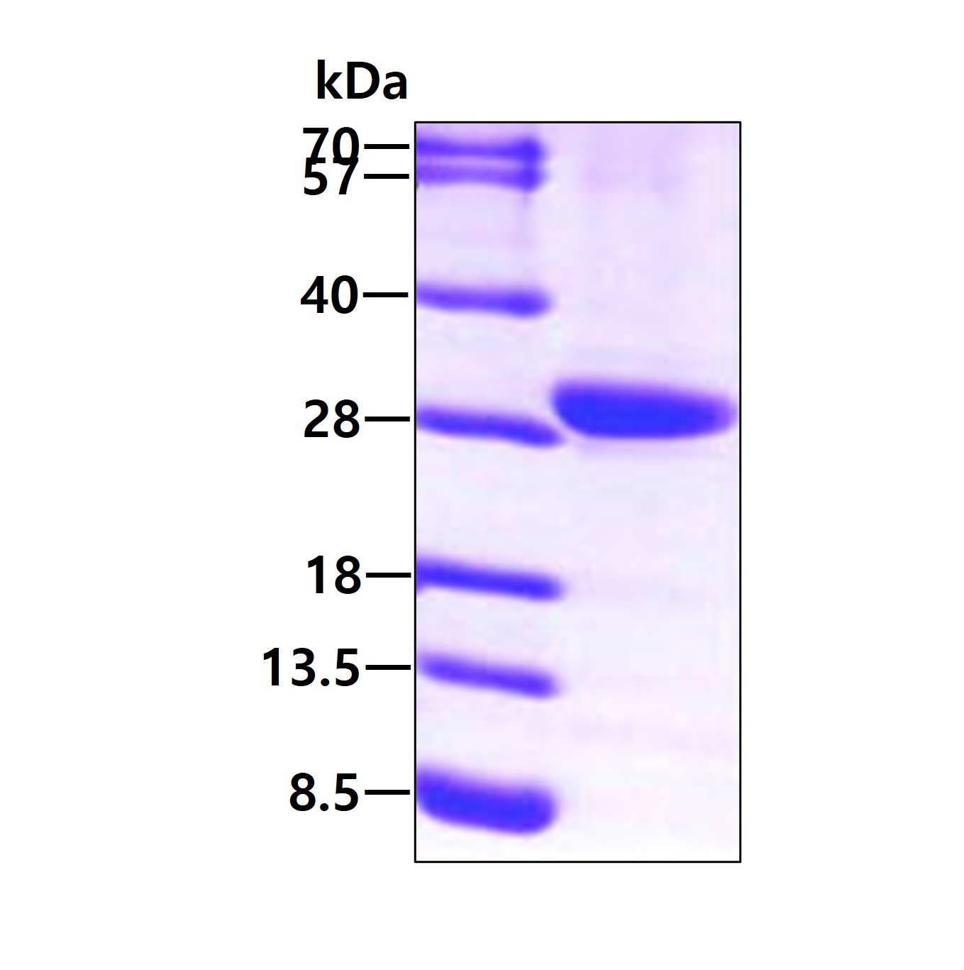 3ug by SDS-PAGE under reducing condition and visualized by coomassie blue stain.