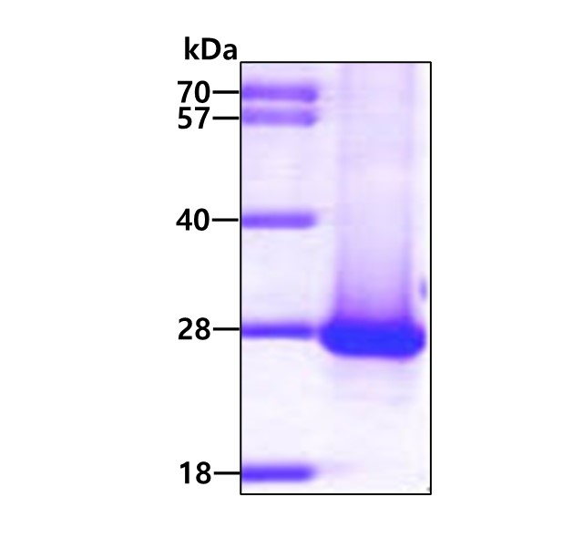 3ug by SDS-PAGE under reducing condition and visualized by coomassie blue stain.