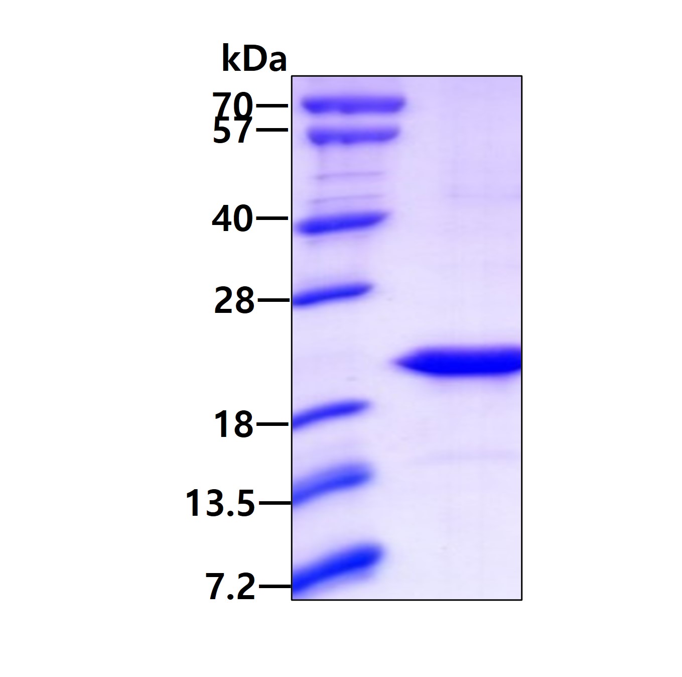 3ug by SDS-PAGE under reducing condition and visualized by coomassie blue stain.