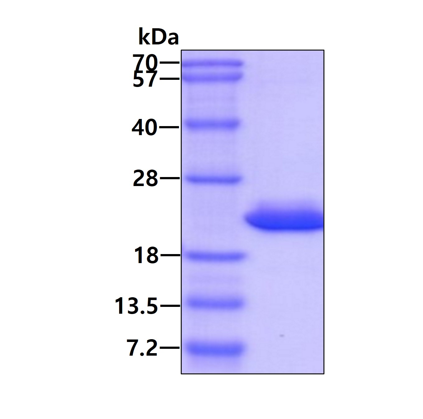 3ug by SDS-PAGE under reducing condition and visualized by coomassie blue stain.