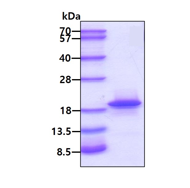 3ug by SDS-PAGE under reducing condition and visualized by coomassie blue stain.