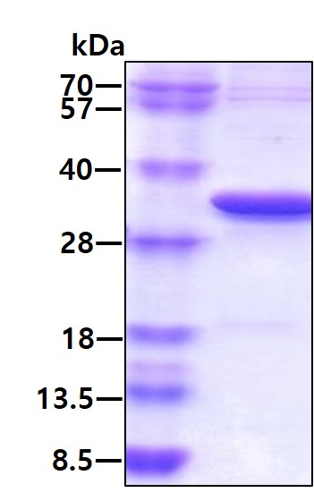 3ug by SDS-PAGE under reducing condition and visualized by coomassie blue stain.