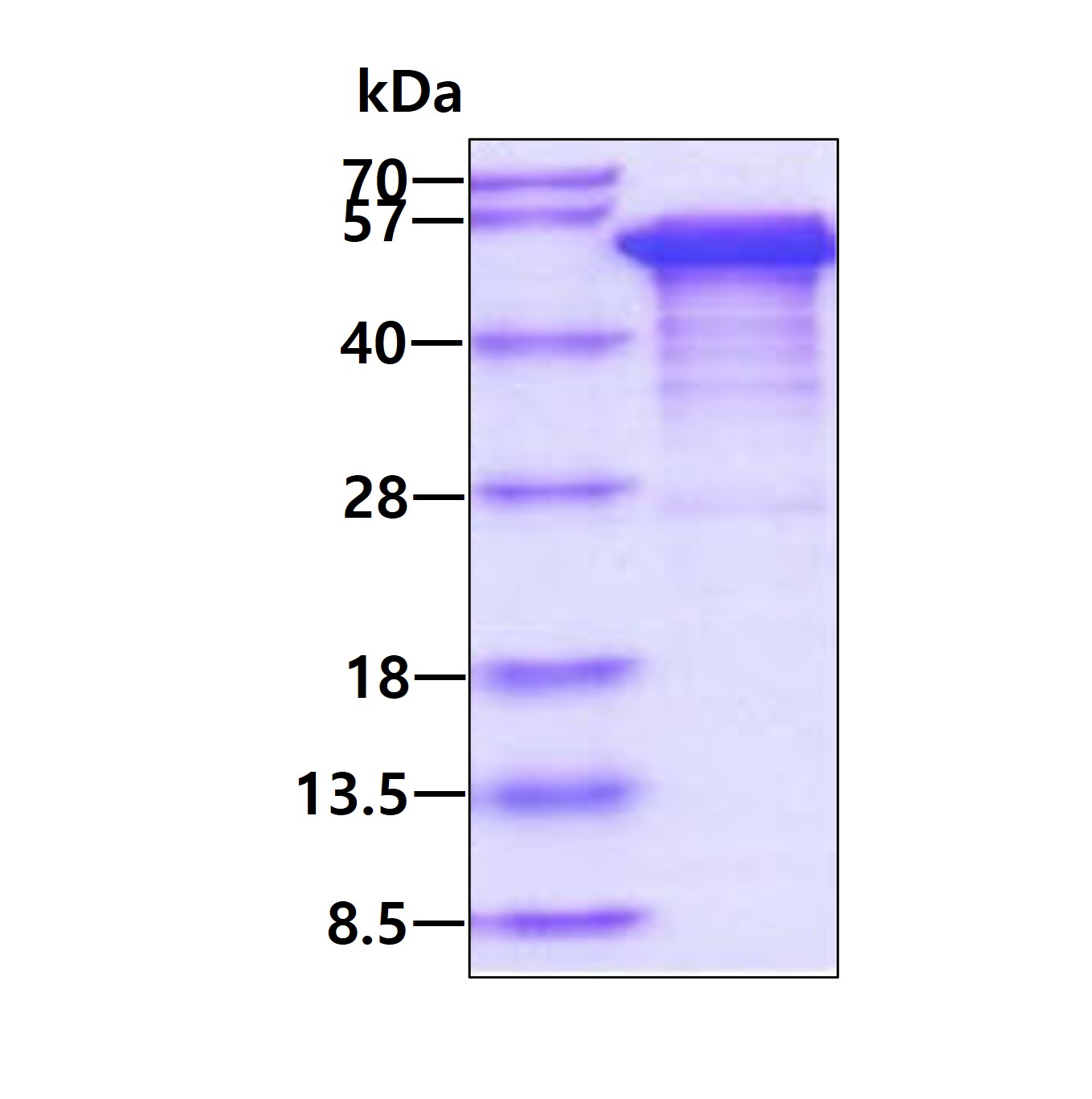 3ug by SDS-PAGE under reducing condition and visualized by coomassie blue stain.