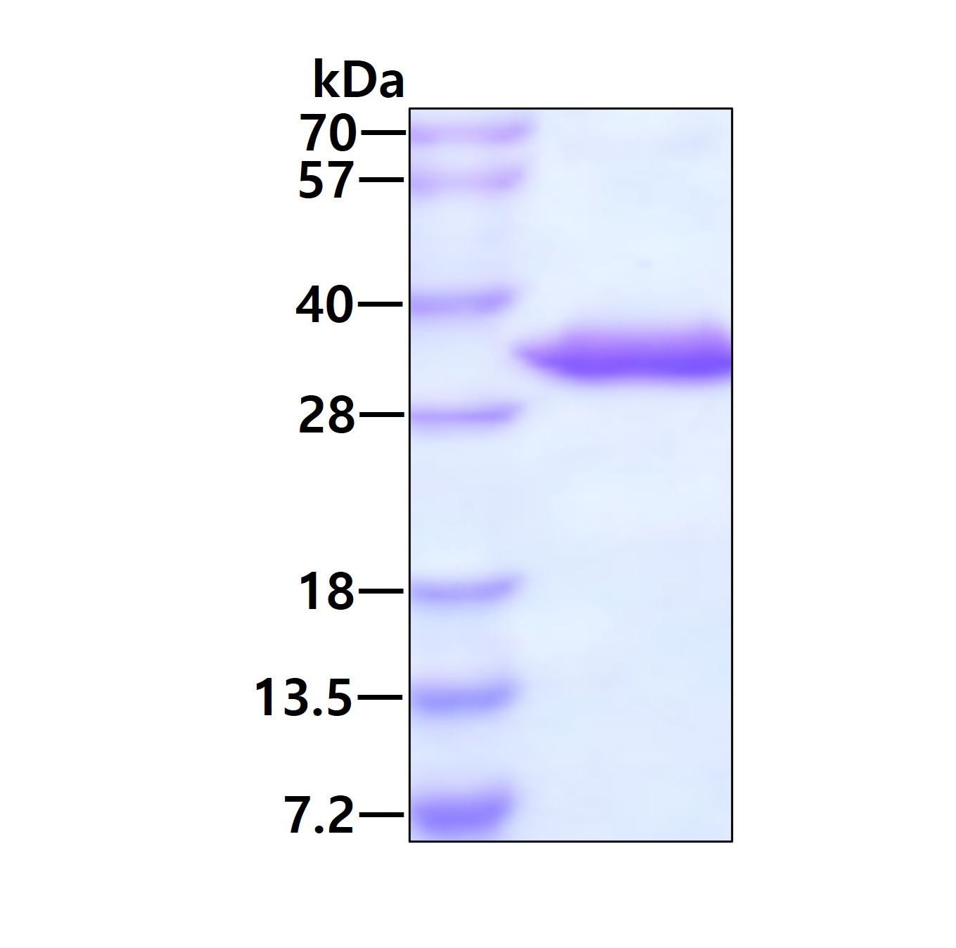 3ug by SDS-PAGE under reducing condition and visualized by coomassie blue stain.