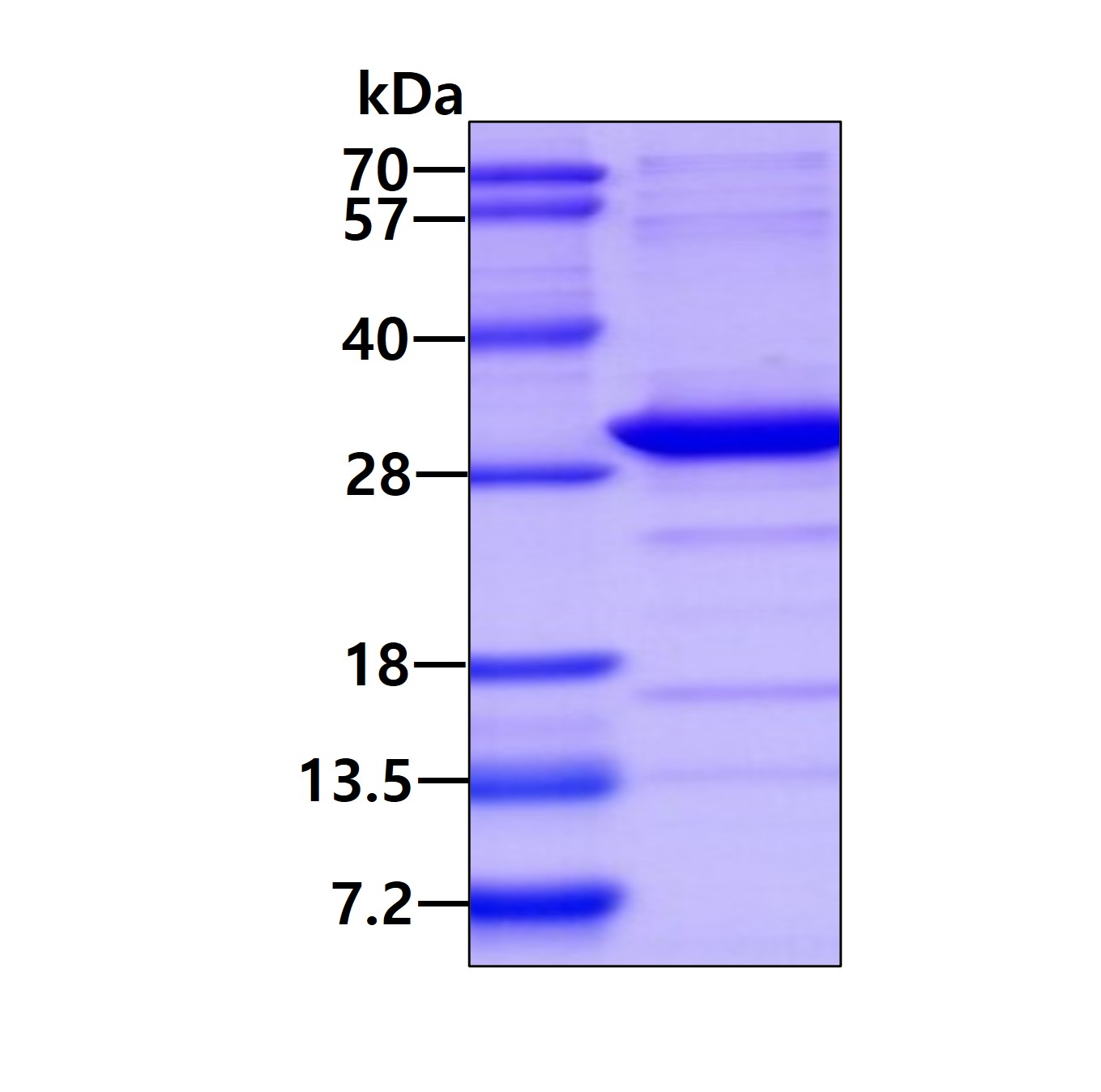 3ug by SDS-PAGE under reducing condition and visualized by coomassie blue stain.
