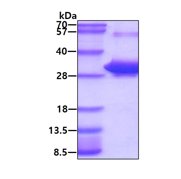 3ug by SDS-PAGE under reducing condition and visualized by coomassie blue stain.