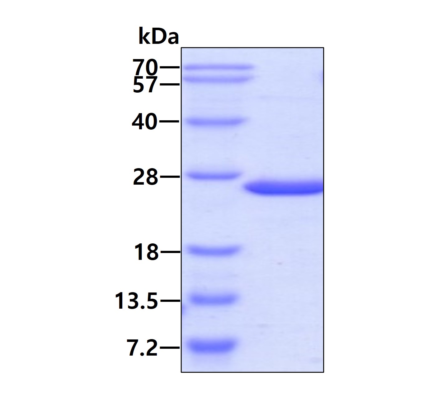 3ug by SDS-PAGE under reducing condition and visualized by coomassie blue stain.