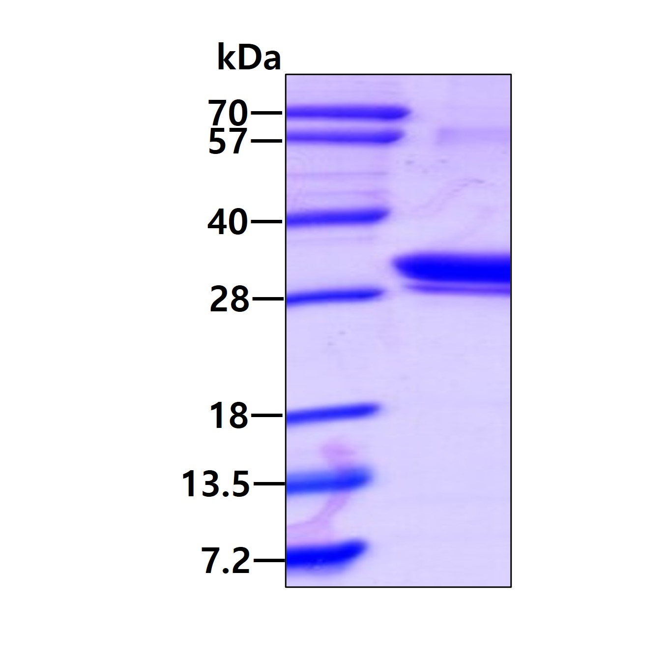3ug by SDS-PAGE under reducing condition and visualized by coomassie blue stain.