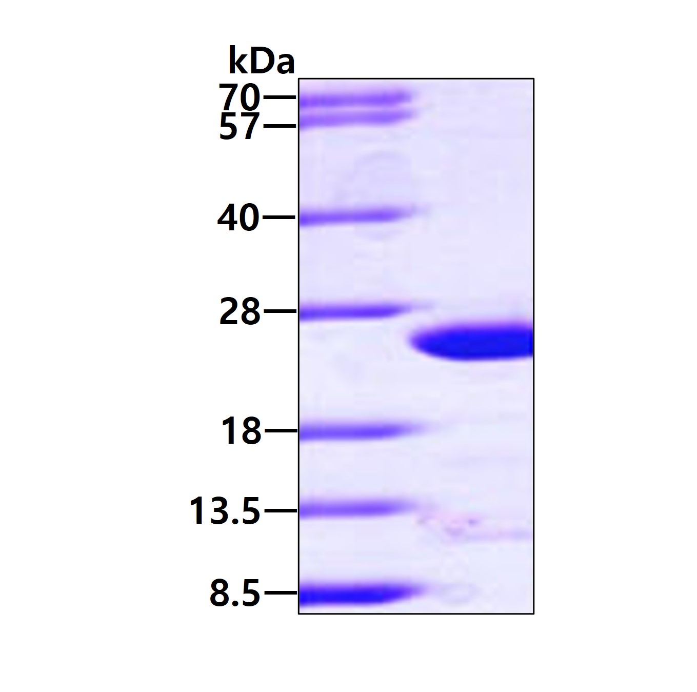 3ug by SDS-PAGE under reducing condition and visualized by coomassie blue stain.