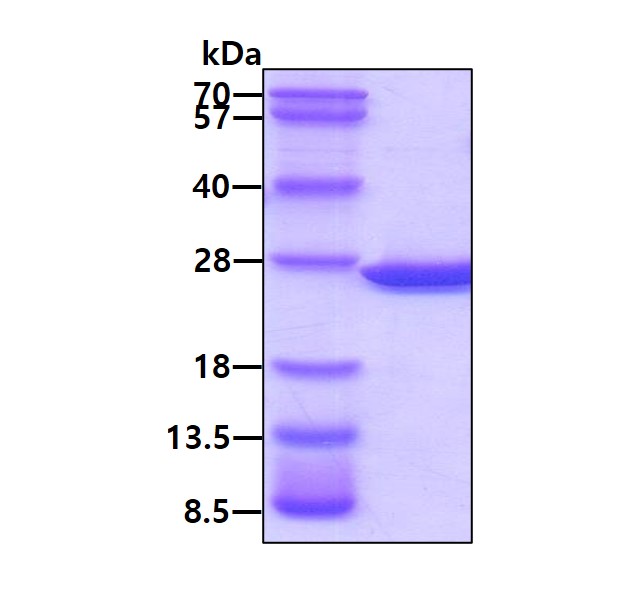 3ug by SDS-PAGE under reducing condition and visualized by coomassie blue stain