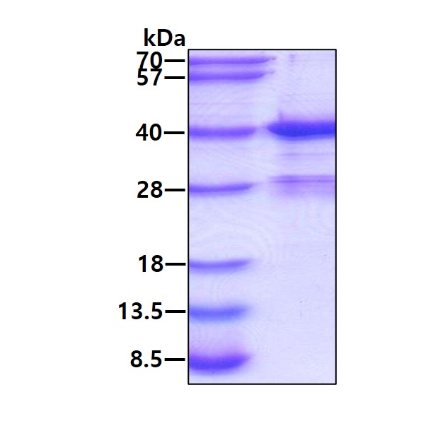 3ug by SDS-PAGE under reducing condition and visualized by coomassie blue stain.