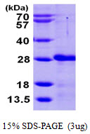3ug by SDS-PAGE under reducing condition and visualized by coomassie blue stain.