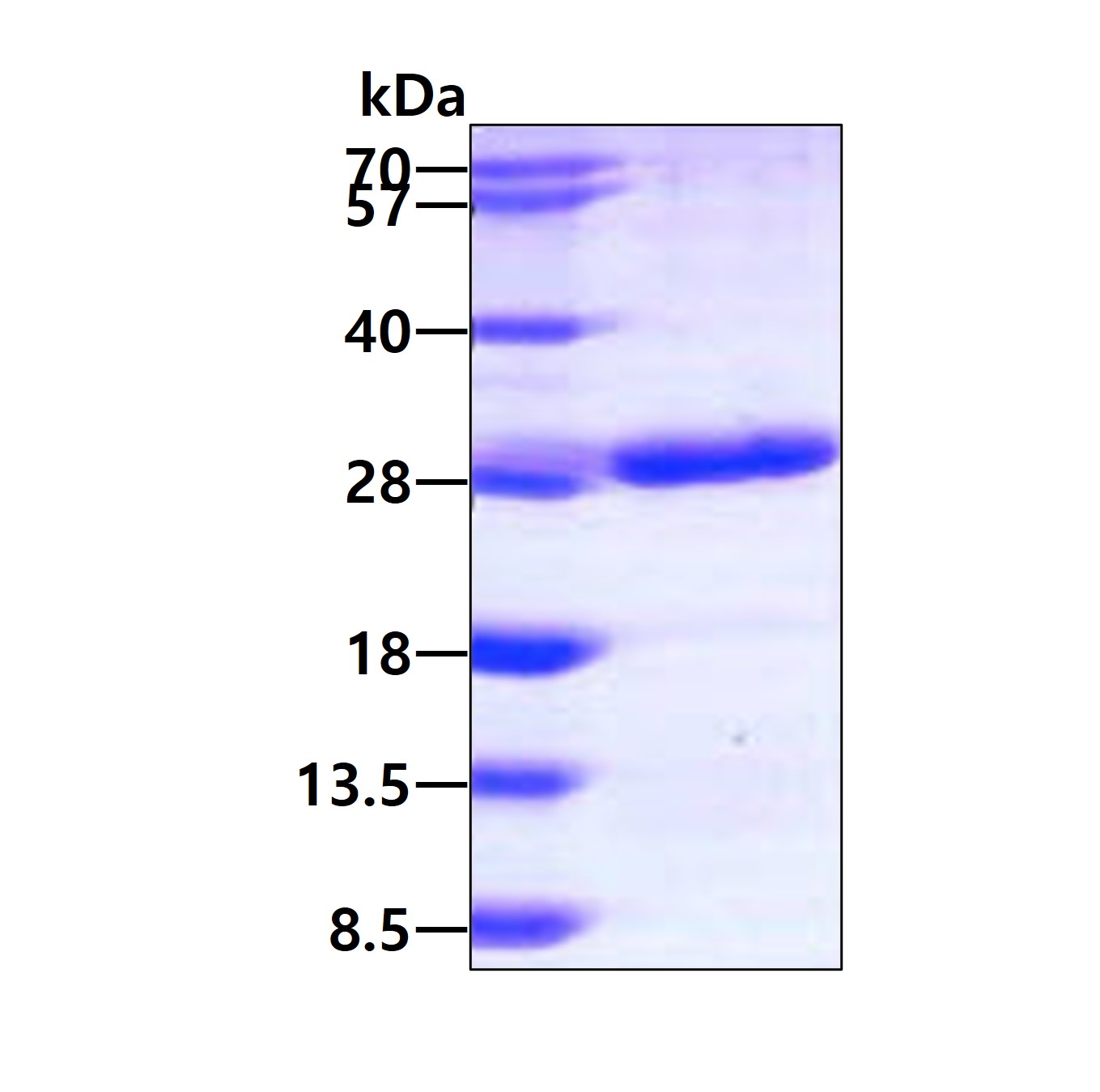 3ug by SDS-PAGE under reducing condition and visualized by coomassie blue stain.