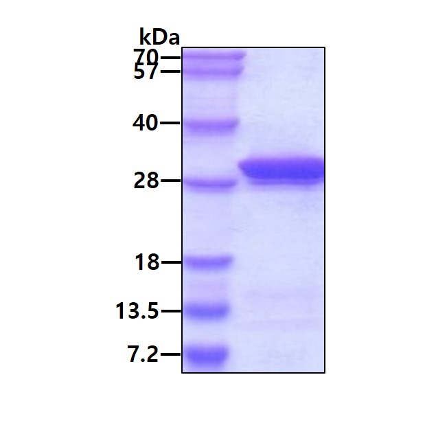 3ug by SDS-PAGE under reducing condition and visualized by coomassie blue stain
