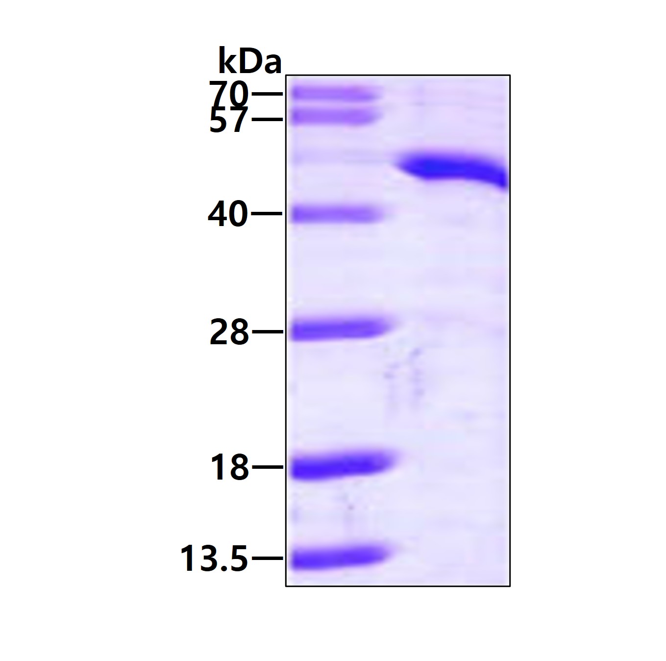 3ug by SDS-PAGE under reducing condition and visualized by coomassie blue stain.