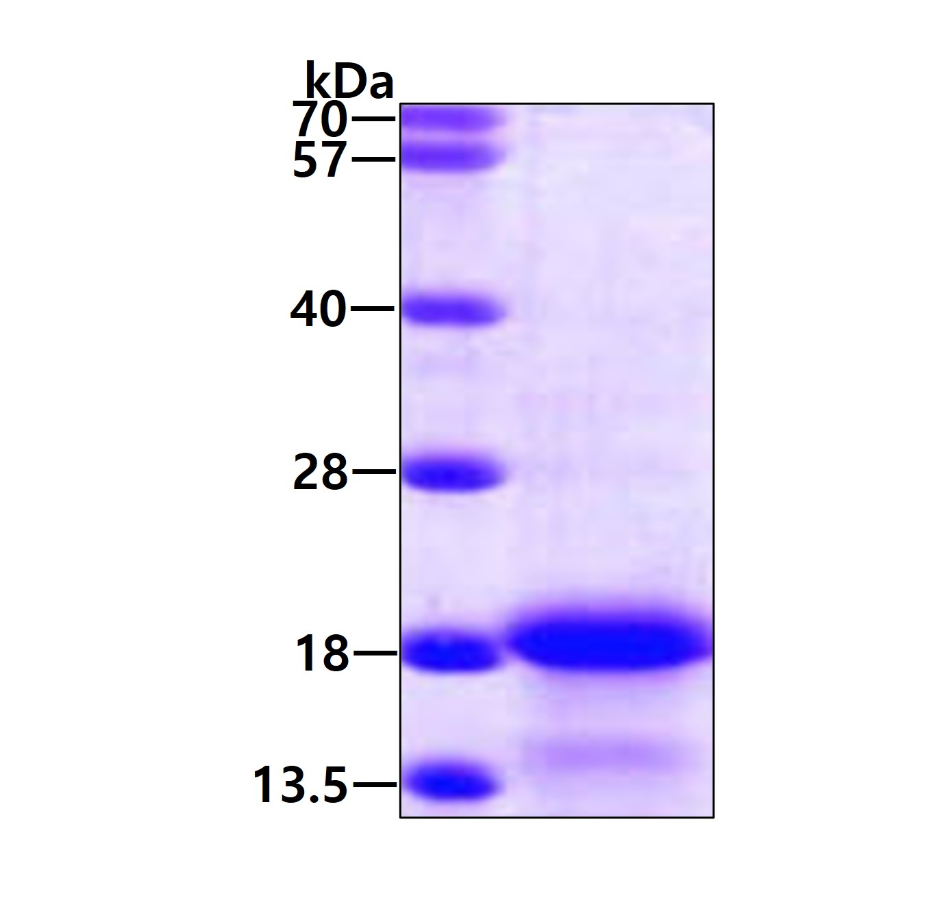 3ug by SDS-PAGE under reducing condition and visualized by coomassie blue stain.