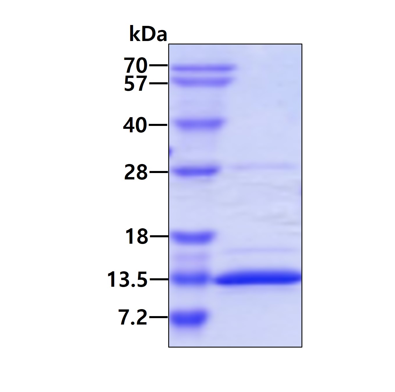 3ug by SDS-PAGE under reducing condition and visualized by coomassie blue stain.