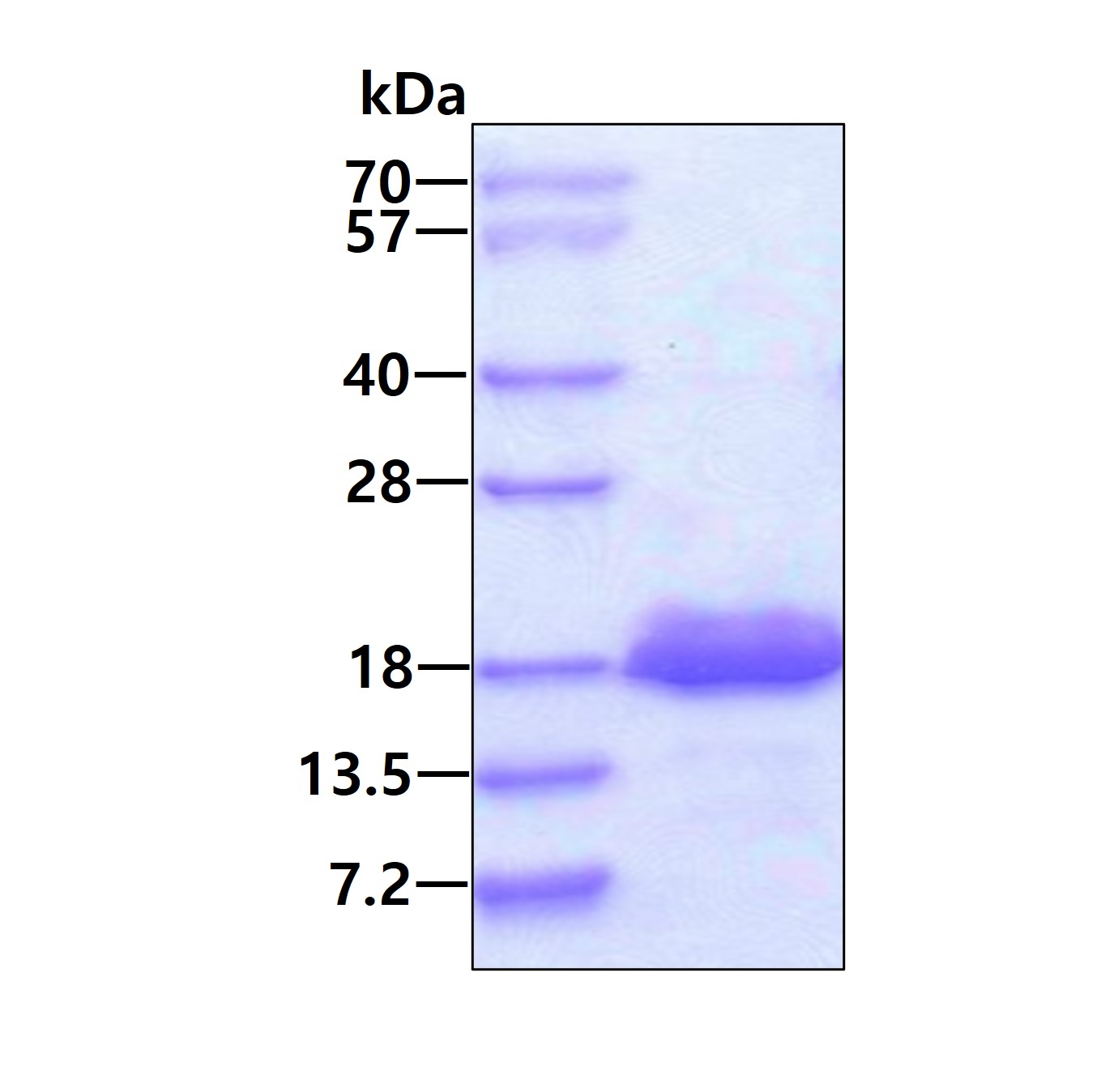 3ug by SDS-PAGE under reducing condition and visualized by coomassie blue stain.