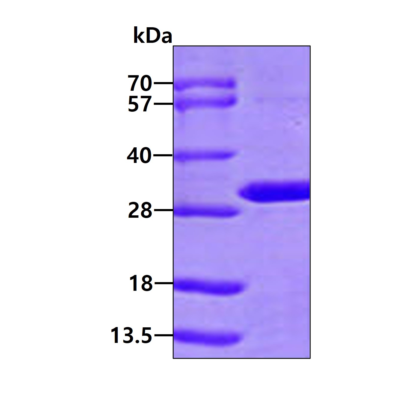 3ug by SDS-PAGE under reducing condition and visualized by coomassie blue stain.