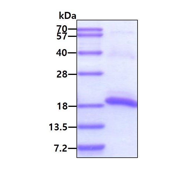 3ug by SDS-PAGE under reducing condition and visualized by coomassie blue stain.