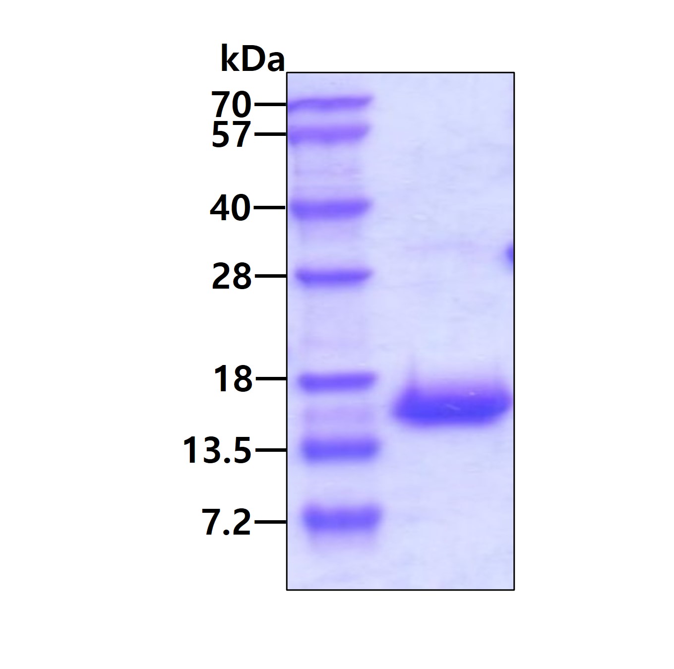 3ug by SDS-PAGE under reducing condition and visualized by coomassie blue stain.