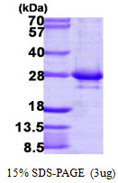3ug by SDS-PAGE under reducing condition and visualized by coomassie blue stain.